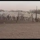 حريات البيع