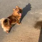 كلب بومرينيان