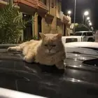 قط ضايع
