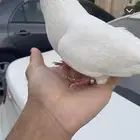 للبيع دكر صنعاوي