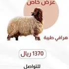 ذبايح