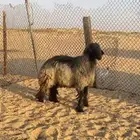 خروف عربي شرط النسف