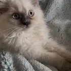 قط همالايا للبيع