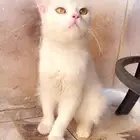 قط شيرازي عمرها 5 شهور