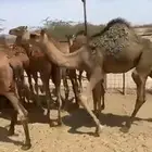 قعدان سمان
