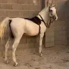 حصان شعبي