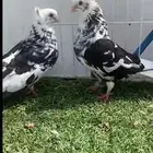 حمام قطيفي مطلوب