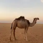 للبيع قعودين حق ومفرود