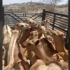 للبيع القعدان الكفو للمبادي وزواجات