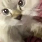 بيع قطط نظيفه منزليه