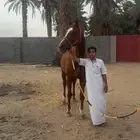 فرس كفو سيوقه