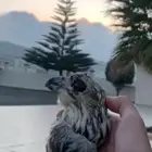 راس صقر تعليقة