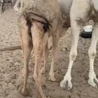 حوار على حليب امه