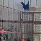 دجاج عربي ( تم البيع )