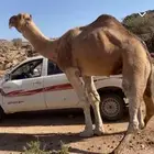 بعير ارك