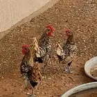 دجاج
