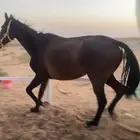 فرس