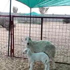 شاه حريه فاخره معها واحد