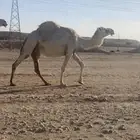 الناقه للبيع لقحه
