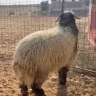 خروف جبر نعيمي