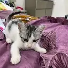 بسس صغار (كتنز) للتبني لعوبين وجميلين وحبوبين بجدة