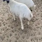 2 رخال فل الفل. حدود 4 شهور