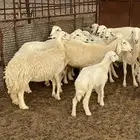ضان للبيع