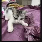 بسس صغار للتبتي (كتنز) لعربين وجميلين