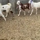 جفار بيض للبيع