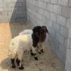 رخال أعمارها 4 شهور موقعها السوق