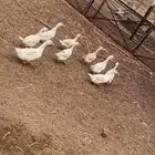بط بكيني