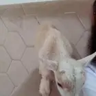 ماعز قزمي بيور
