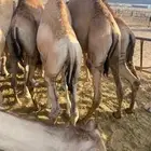 للبيع القعدان الكفو للمبادي وزواجات