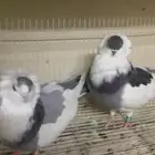 جوز عبسي ازرق