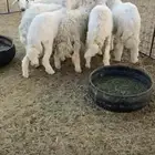 اعرض لكم طليان فل شحم من حلالي شرط العمر من 5 الي 6 شهور