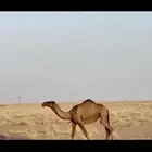 بكره صفرا