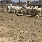 رخال حريات