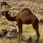 قعود ساحلي مشروع فحل