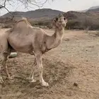 جمل داهية وكفو هادي طبعه حلوه