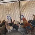 دجاج بلدي (تم البيع )