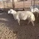 خروف فحل طيب مشروط شرط سليم من جميع الأمراض
