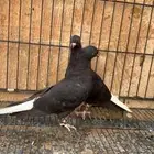 حمام ايراني