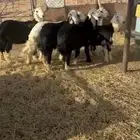 طليان نجد طيبه