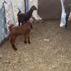 بهم صحه ممتاز الحمدلله ماتشكو من اي شي