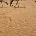 قعود اوضح فردي على نوار الضويلع