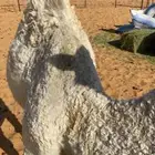 للبيع بكره