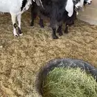 للبيع المعزا العدد 3