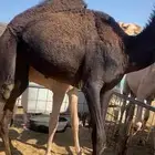 بكره مفروده كفو للبيع الحد 5500