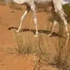 سلام عليكم قعود طيب عمره 7شهور