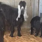 عنز عارضيه ثنيه تحتها تيس
